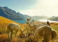 Queenstown 