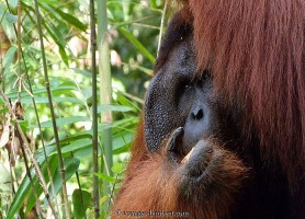 Réserve de Semenggoh : une réserve à orangs-outans et d’attractions