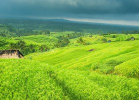 Rizières de Jatiluwih : un site célèbre aux paysages emblématiques
