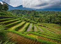 Rizières de Jatiluwih 