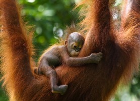 Sanctuaire des orangs-outans de Sepilok : le fameux homme sauvage