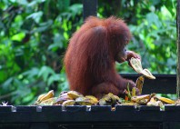 Sanctuaire des orangs-outans de Sepilok 