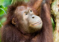 Sanctuaire des orangs-outans de Sepilok 