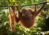Sanctuaire des orangs-outans de Sepilok 