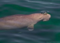 Baie Shark 