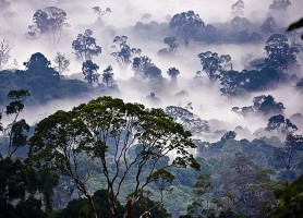 Vallée de Danum : découvrez une nature inhabituelle