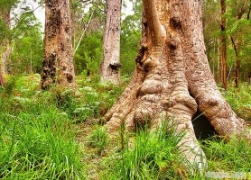 Vallée des géants : les époustouflants arbres du bonheur