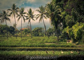 Village Mayong : découvrez ce paradis caché !