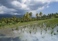 Village Mayong 