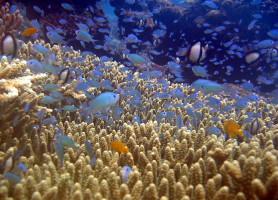 Île Bunaken : l’extraordinaire sanctuaire sous-marin !
