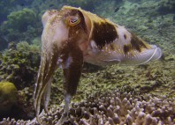 Île Bunaken 