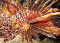 Île Bunaken 