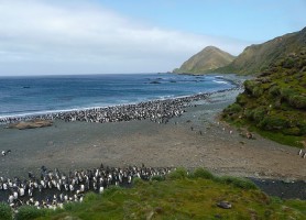 Île Macquarie : un grain de miracle sur l’océan Austral