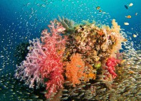 Îles Similan 