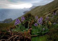 Îles sub-antarctiques de Nouvelle-Zélande 