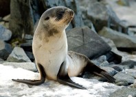 Îles sub-antarctiques de Nouvelle-Zélande 