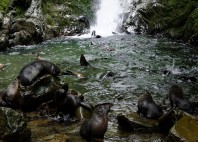 Ohau waterfall 