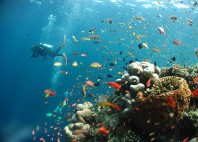 Île Tioman 