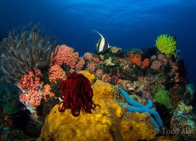 Apo Reef : le majestueux sanctuaire de la biodiversité