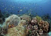 Apo Reef 