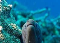 Apo Reef 