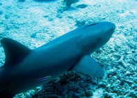 Apo Reef 
