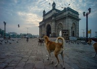 Bombay 