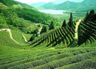 Darjeeling 