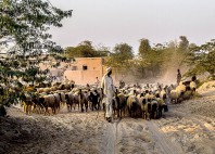 Désert du Cholistan 