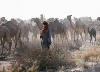 Désert du Cholistan 