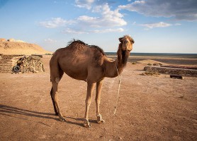 Désert du Kyzylkoum : un magnifique paysage de sable rouge