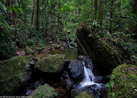 Forêt de Sinharâja : l’éblouissant jardin botanique