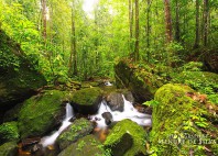 Forêt de Sinharâja 