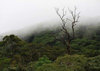 Forêt de Sinharâja 