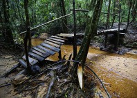 Forêt de Sinharâja 