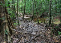 Forêt de Sinharâja 