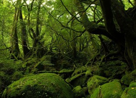 Forêt de Yakushima : une forêt vierge aux valeurs sémillantes