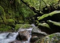 Forêt de Yakushima 