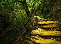 Forêt de Yakushima 