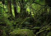 Forêt de Yakushima 