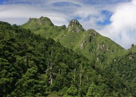 Forêt de Yakushima 