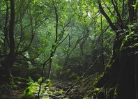 Forêt de Yakushima 