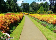 Jardin botanique de Peradeniya 