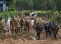 Kalaw 