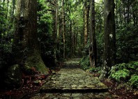 Kumano Kodo 