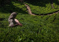 Munnar 