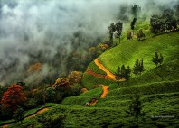 Munnar 