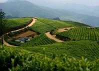 Nuwara Eliya 