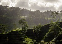 Nuwara Eliya 