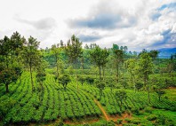 Nuwara Eliya 